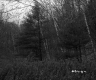 Grassy Clearing with Mixed Forest in St. Johnsbury 1