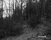 Hilly Forest Landscape in St. Johnsbury 2