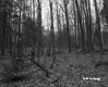 Hilly Forest Landscape in St. Johnsbury 3