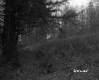 Grassy Clearing with Mixed Forest in St. Johnsbury 2