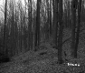 Hilly Forest Landscape in St. Johnsbury 4