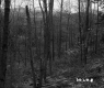 Hilly Forest Landscape in St. Johnsbury with Hilly Ridges in Background