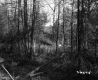 Forest View in Lyndon