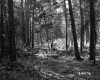Forest View in Lyndon 2