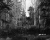 Forest View in Lyndon 3