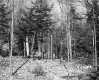 Sloped Forest in Lyndon
