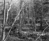 Forest Stand in Lyndon