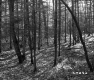 Forested Area