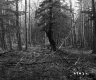 Forested Area