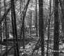 Forested Area