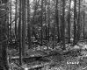 Forested Area