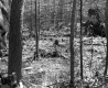 Forested Area