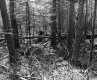 Forested Area