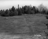 Field and Trees
