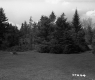 Field by Trees