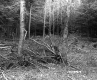 Tree Branches in Forest