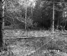 Fallen Trees in Forest