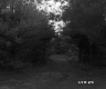 Grass in Forest