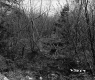 Thickets in Forest