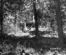 Forest Area
