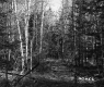 Forest Area