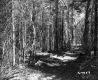 Field by Forest