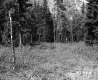 Forest and Branches