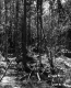 Trees in River