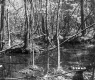 Trees in River