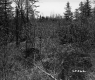Thickets and Plants