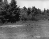 Field by Trees