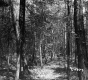 Conifers in Forest