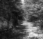 Dirt Road at Sanderlin Camp