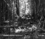 Branches at Sanderlin Camp