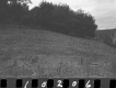 Withington Property, Trees on Hilltop