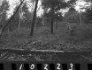 Wyman Property, Forest View