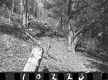 Wyman Property, Forest View