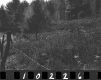 Wyman Property, Forest View