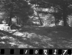 Wyman Property, Forest View