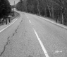Trees by Paved Road