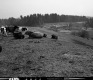 Cows on Slope