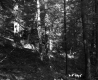 Slope in Forest