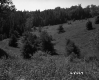 Hills and Trees