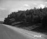 Trees and Rock Cliffs by Road