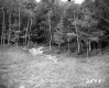 Field and Trees