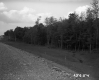 Trees by Rocky Road