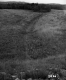 Grass Meadow