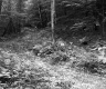 Wooded Area