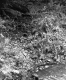 Wood on Forest Floor