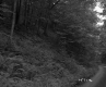 Forest Slope by Road